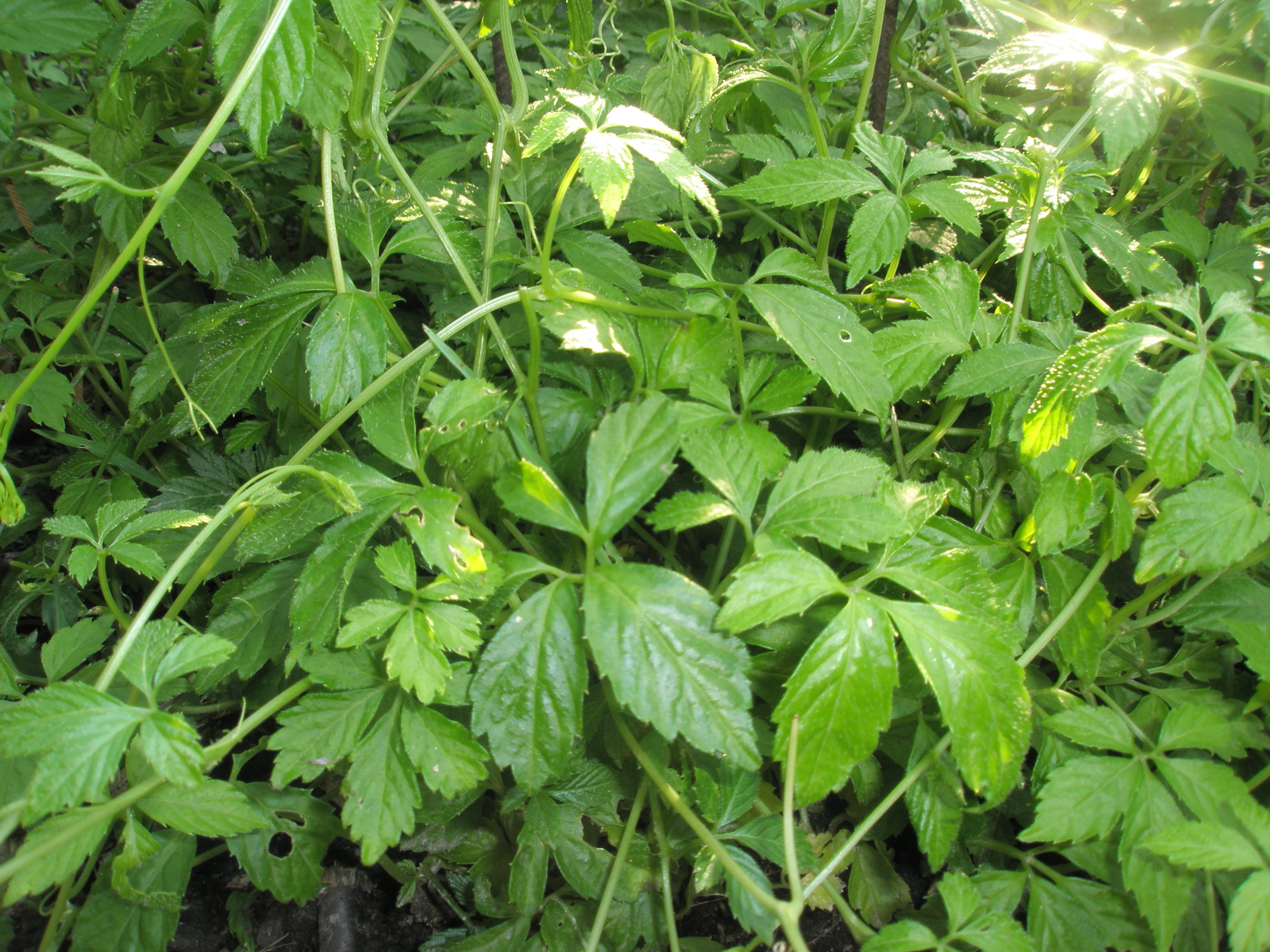 P7014500.JPG
