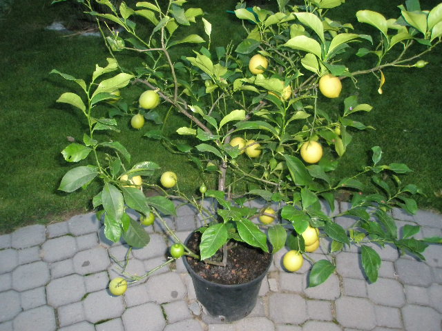 Roman fotky 045.jpg