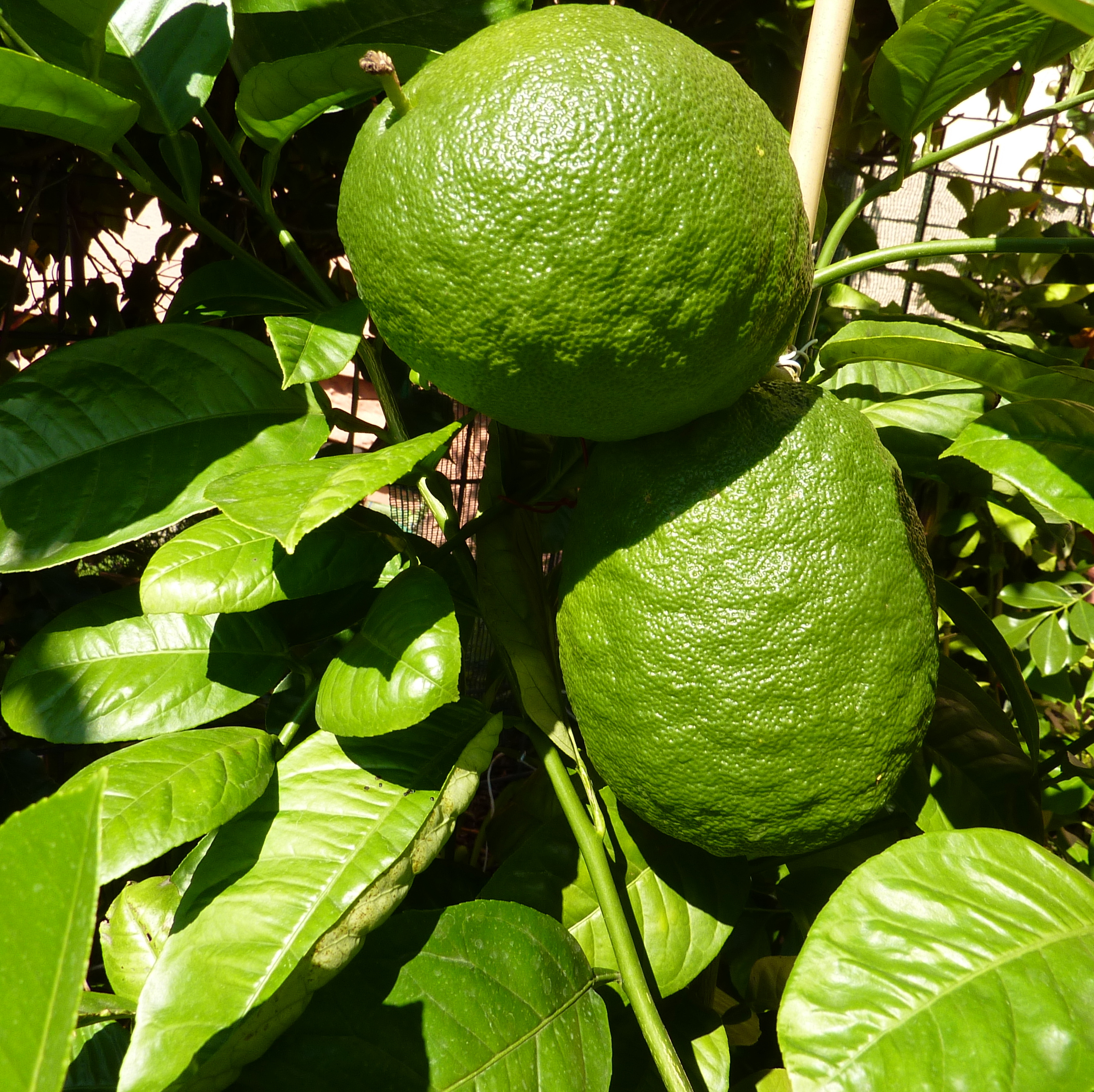 P1080021