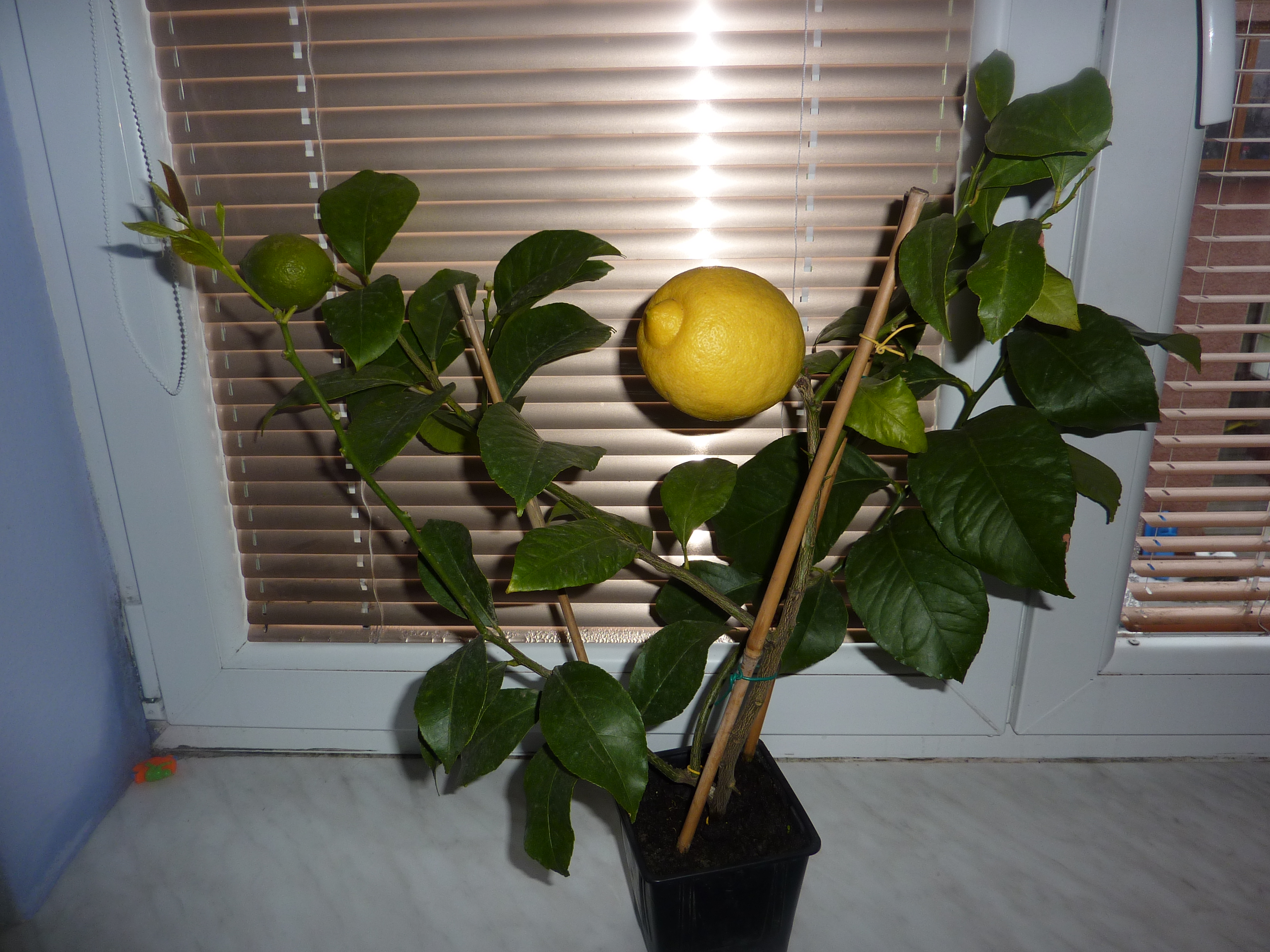P1060400
